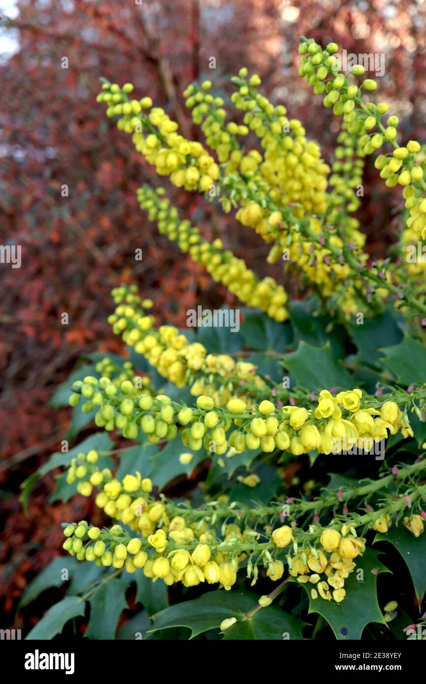 Duftende winterblumen Fotos und Bildmaterial in hoher Auflösung Alamy
