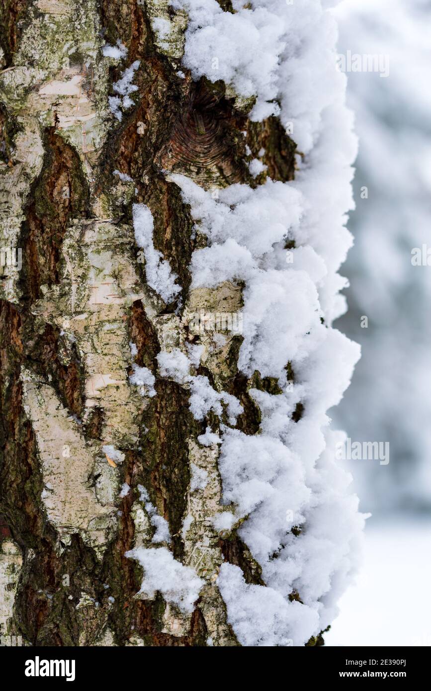 Birkenstamm mit Schnee bedeckt. Baumrinde im Schnee. Winter im Wald. Stockfoto