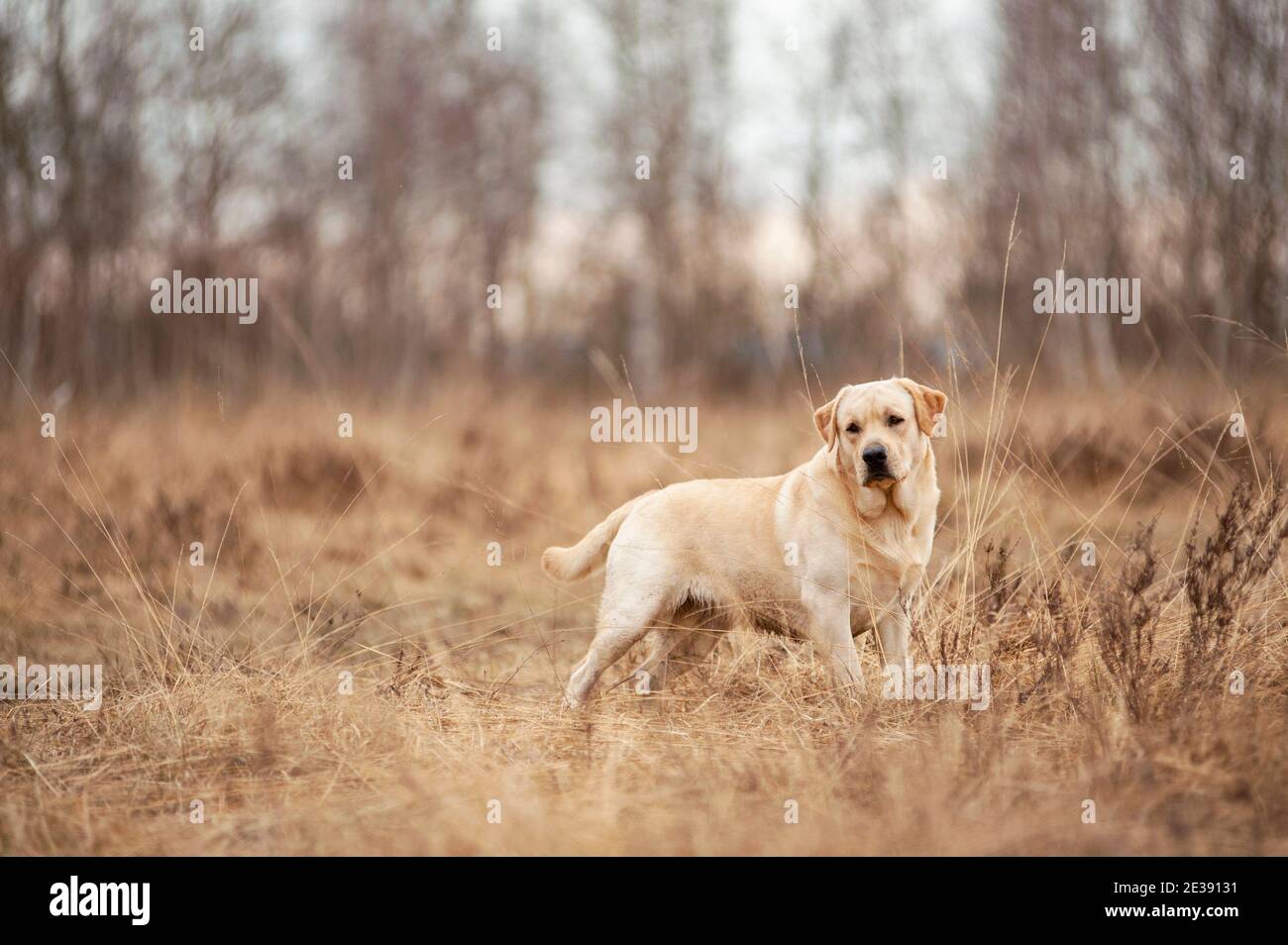 Porträt des majestätischen gelben erwachsenen männlichen labrador Retriever (amerikanischer Typ) in italienischer Heide Landschaft. Stimmungsvolle Atmosphäre, Winter, bewölktes Wetter Stockfoto