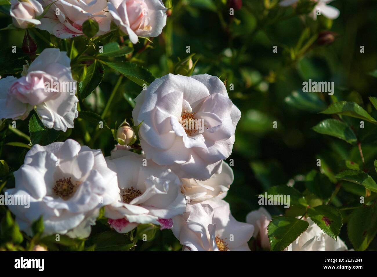 Aspirin Floribunda Rose blüht im Sommergarten Stockfoto