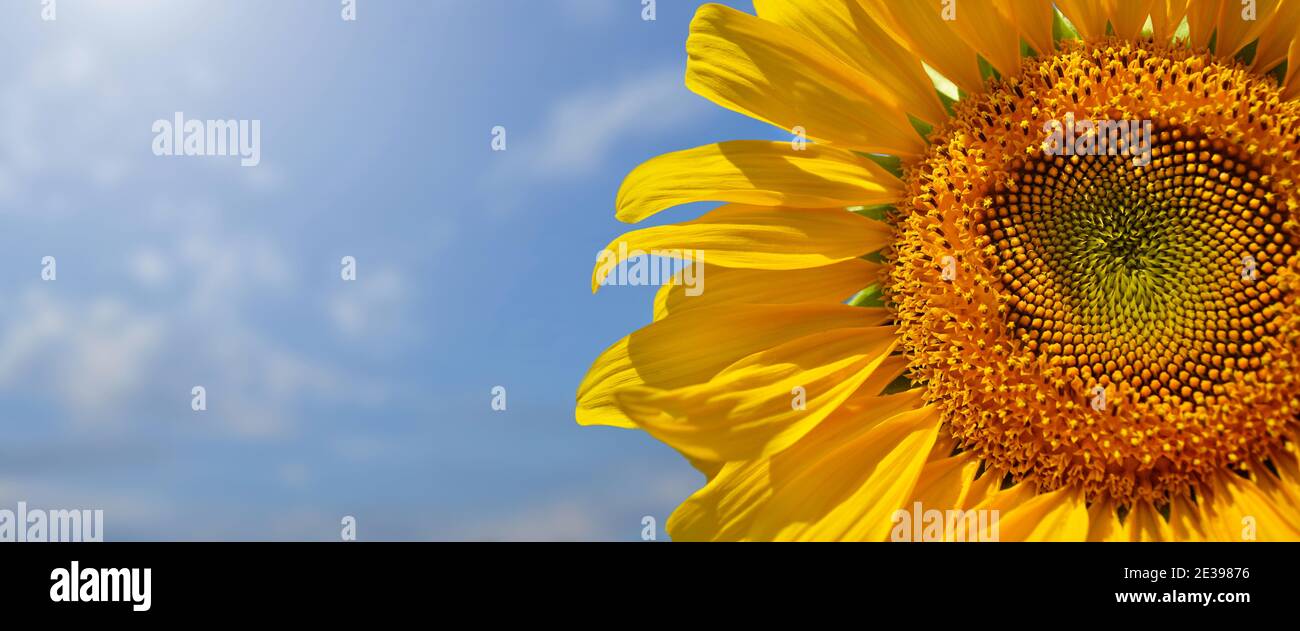 Gelbe Sonnenblume Nahaufnahme auf einem blauen Himmel Hintergrund. Stockfoto