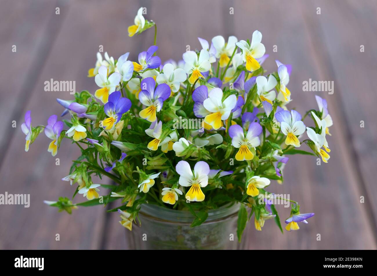 Bouquet von blühenden duftenden wilden Stiefmütterchen oder Viola tricolor Stockfoto