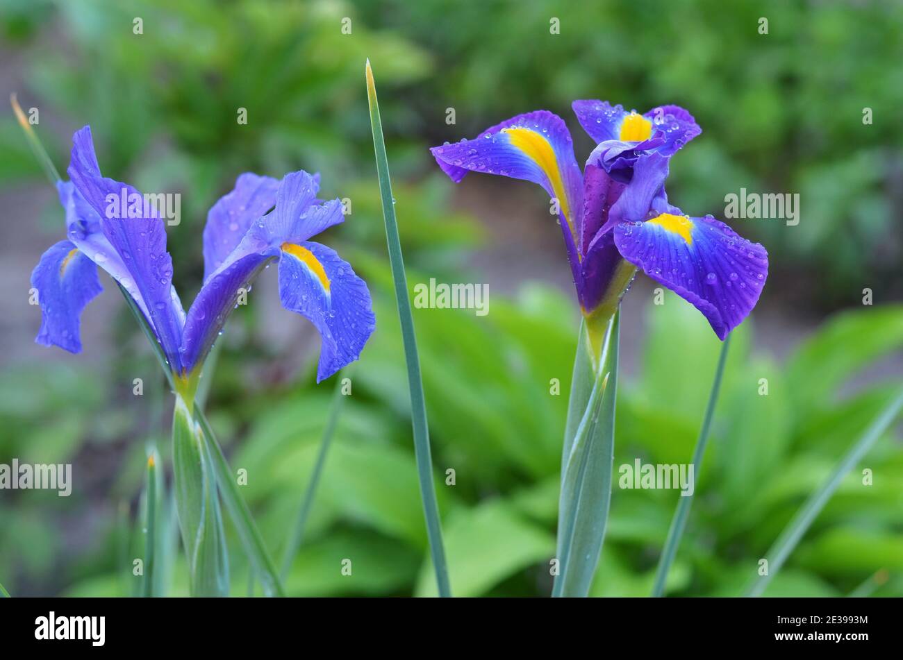 Hollandische Iris oder Iris Hollandica ist eine Zierpflanze, deren Blütenblätter mit Wassertröpfchen aus nächster Nähe bedeckt sind. Stockfoto