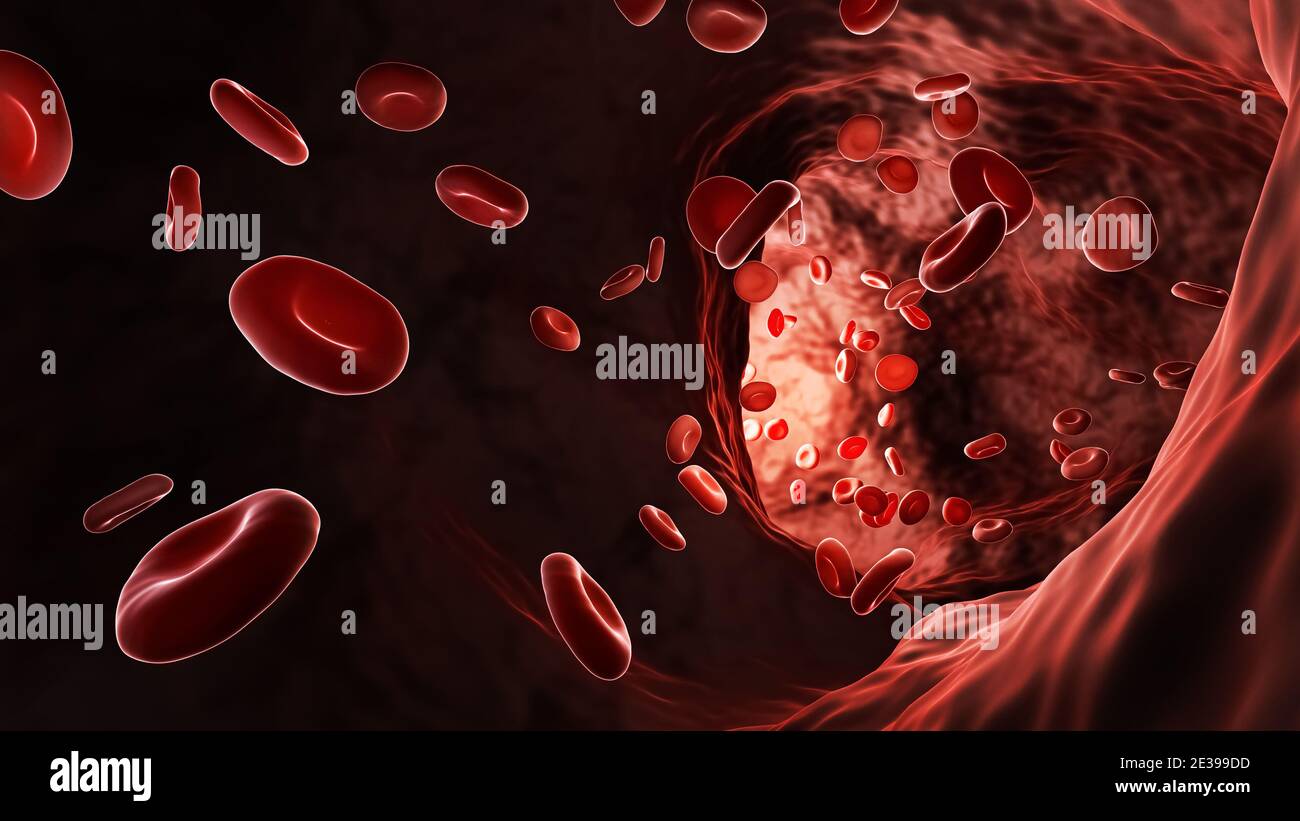 Arterie oder Vene Blutkreislauf mit roten Blutkörperchen oder Erythrozyten 3D-Darstellung. Herz-Kreislauf-System, Anatomie, Medizin, Wissenschaft, Mikrobio Stockfoto