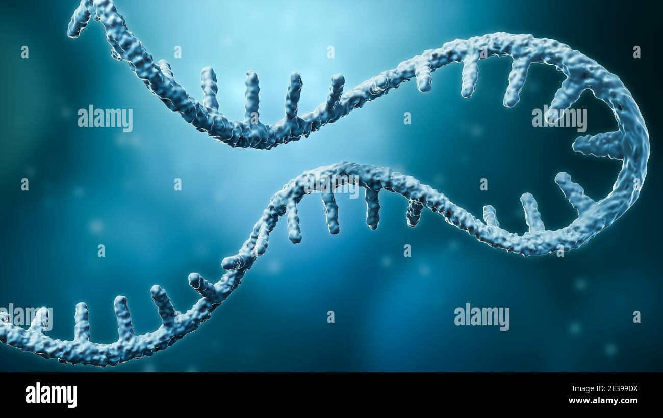 Messenger RNA oder mRNA Strang 3D Rendering Illustration mit Kopierraum. Genetik, Wissenschaft, medizinische Forschung, Genomreplikationskonzepte. Stockfoto