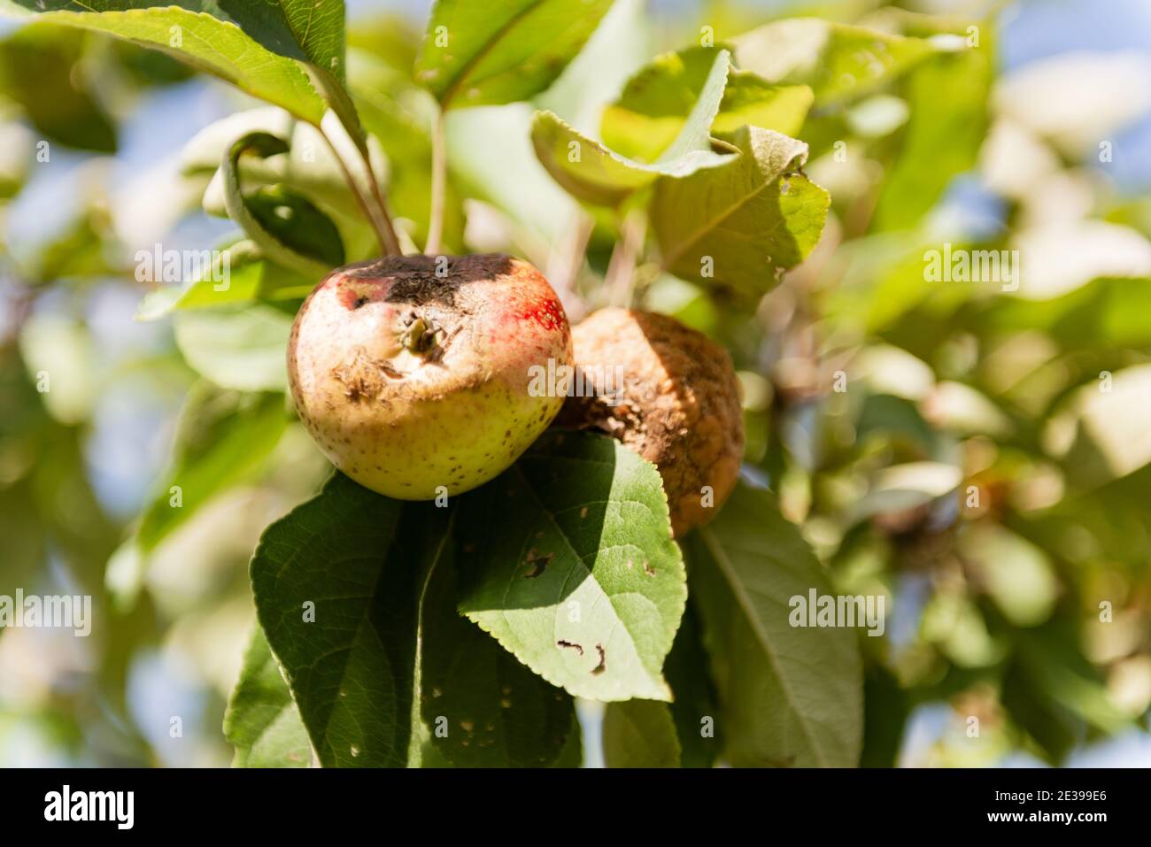 Zwei faule Äpfel auf einem Ast. Fehlende Äpfel auf dem Baum. Stockfoto