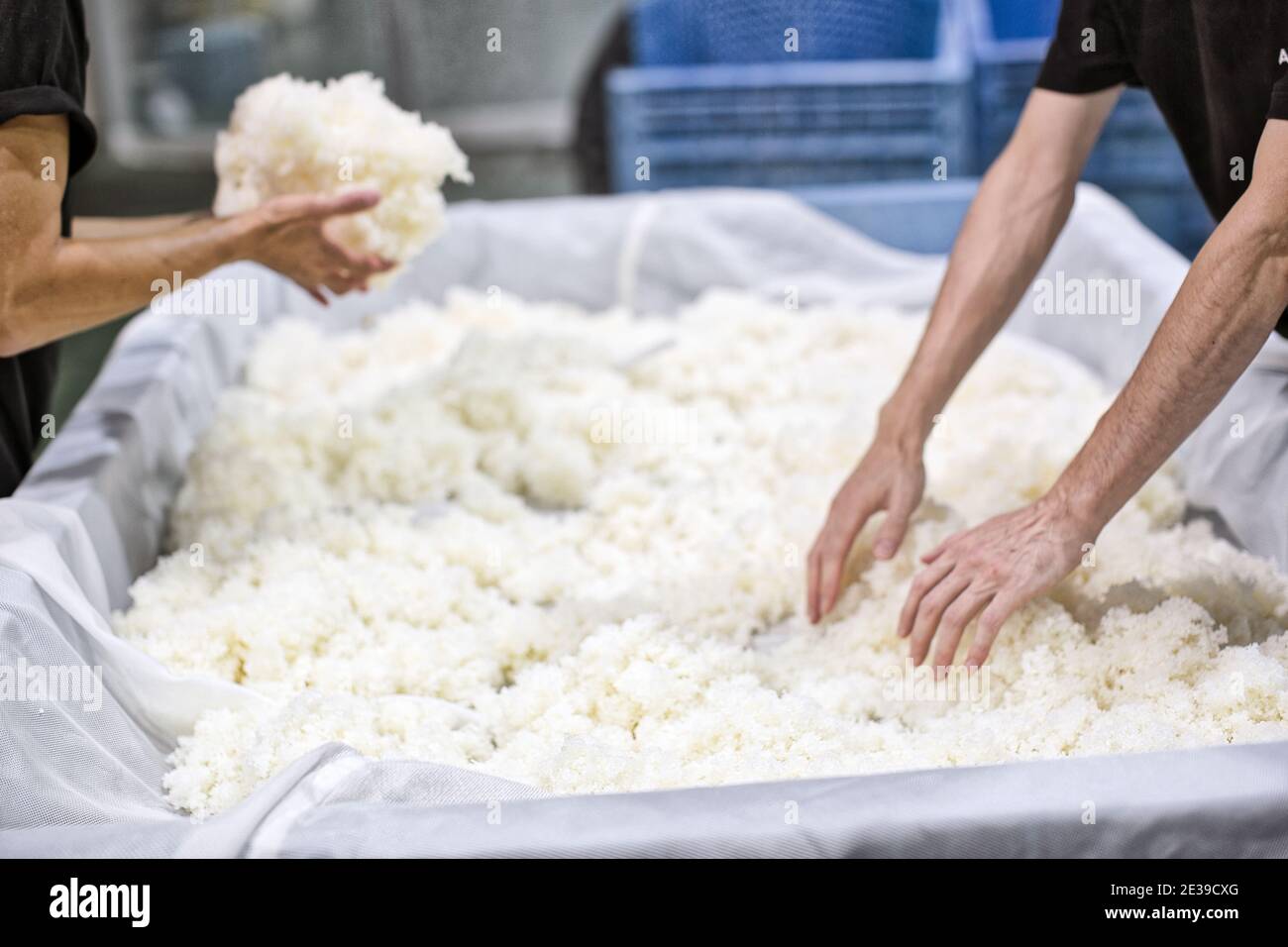 Herstellung von japanischem Sake:Brauer in der Akashi Sake Brauerei, um gedämpften Reis zu kühlen, der für die Herstellung von Sake verwendet wird, Präfektur Hyogo, Japan. Stockfoto