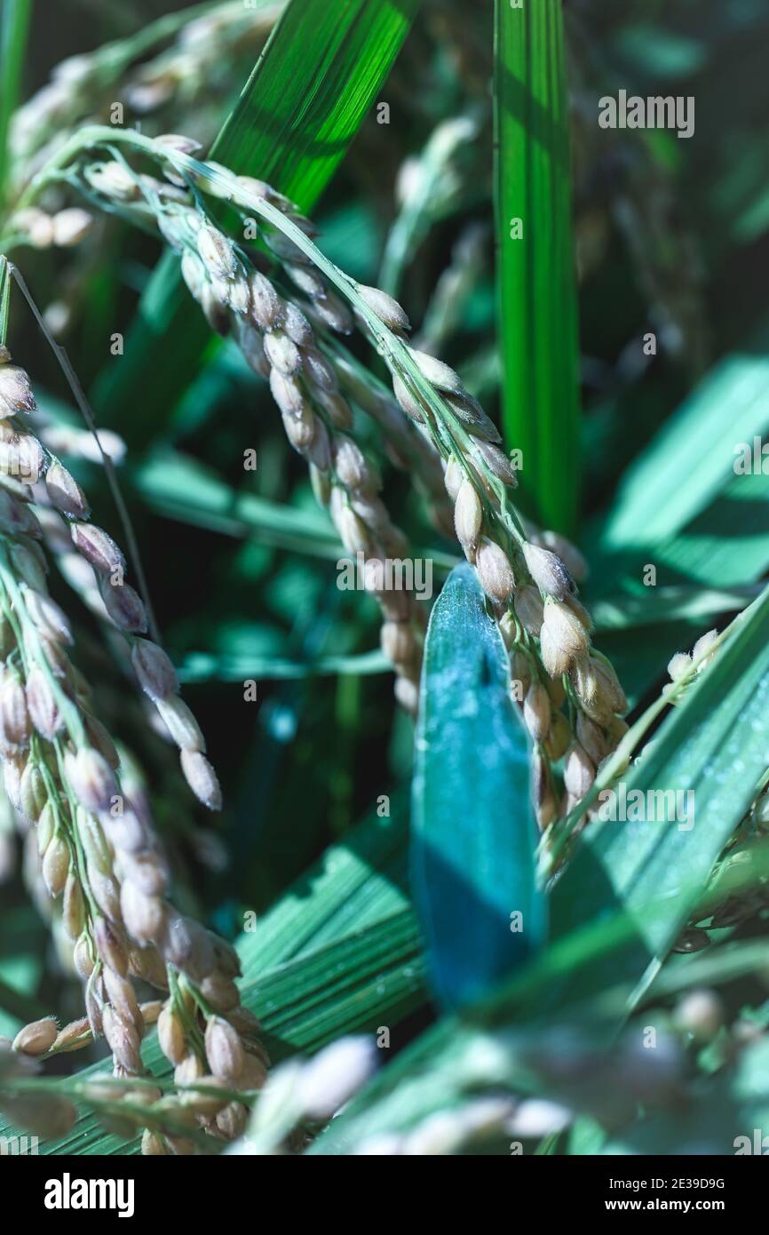 Yamada Nishiki ist ein japanischer Kurzkornreis, der für seine Verwendung in hochwertigem Sake berühmt ist.EINE Nahaufnahme von zwei Reisköpfen, Präfektur Hyogo, Japan Stockfoto