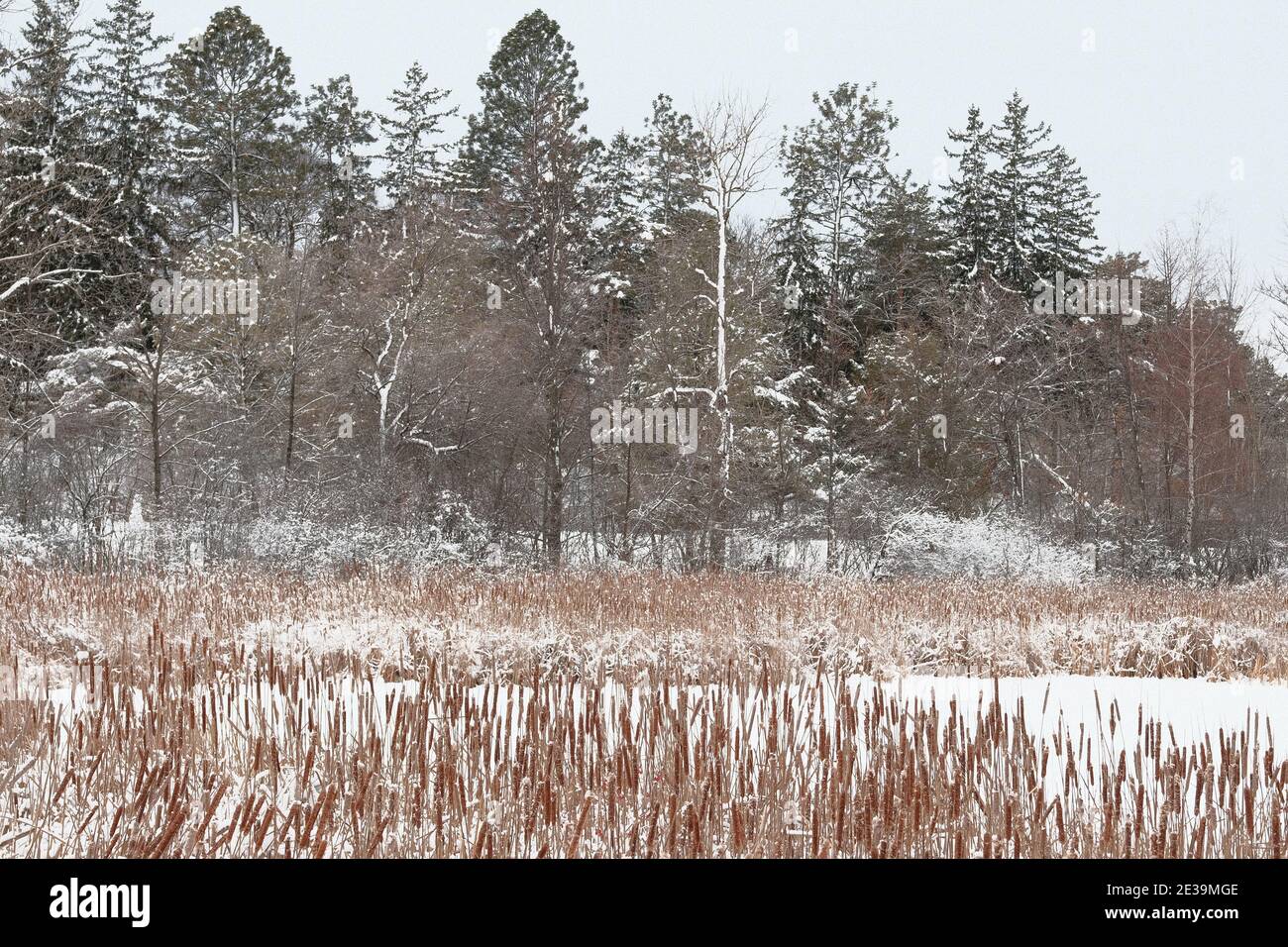 Wunderbare gedämpfte Farben einer winterschneebedeckten Baumgrenze hinter einigen getrockneten hohen Gräsern am Arboretum, Ottawa, Ontario, Kanada. Stockfoto