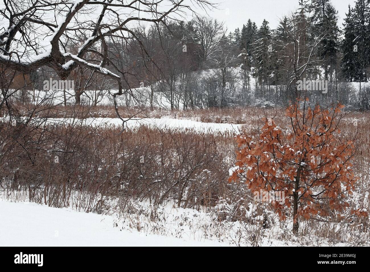 Wunderbare gedämpfte Farben einer winterschneebedeckten Baumgrenze hinter einigen getrockneten hohen Gräsern am Arboretum, Ottawa, Ontario, Kanada. Stockfoto