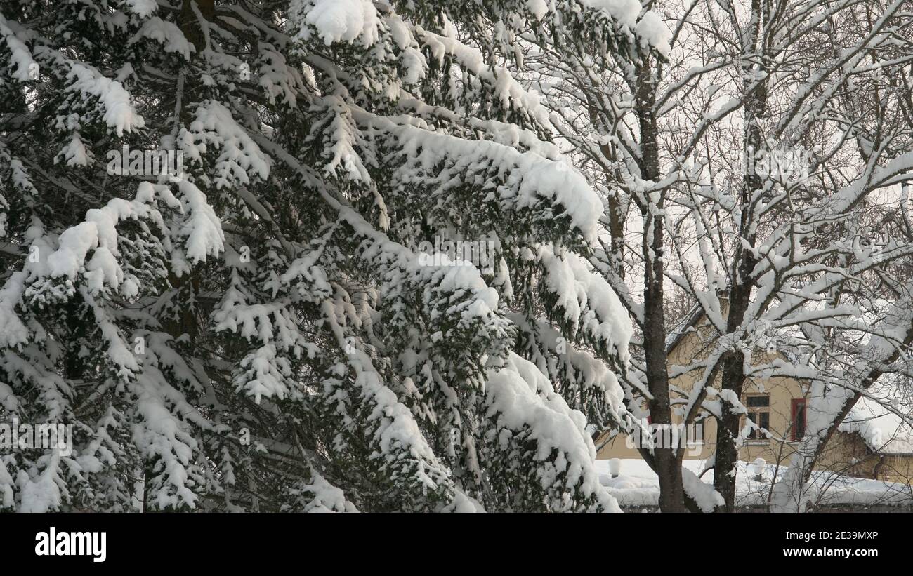 Verschneite Bäume im städtischen Umfeld im Winter. Eine wunderschöne schneebedeckte Szene mit großer Fichte und kahlen Laubbäumen, die mit Schnee bedeckt sind. Stockfoto