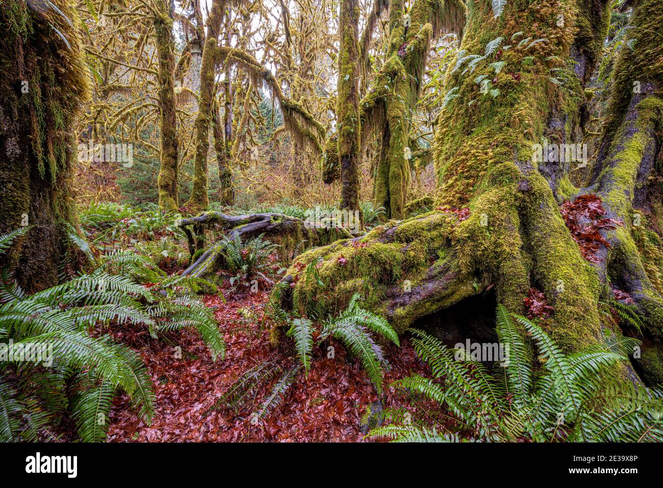 Hoh Rainforest, Olympic National Park, WA Stockfoto