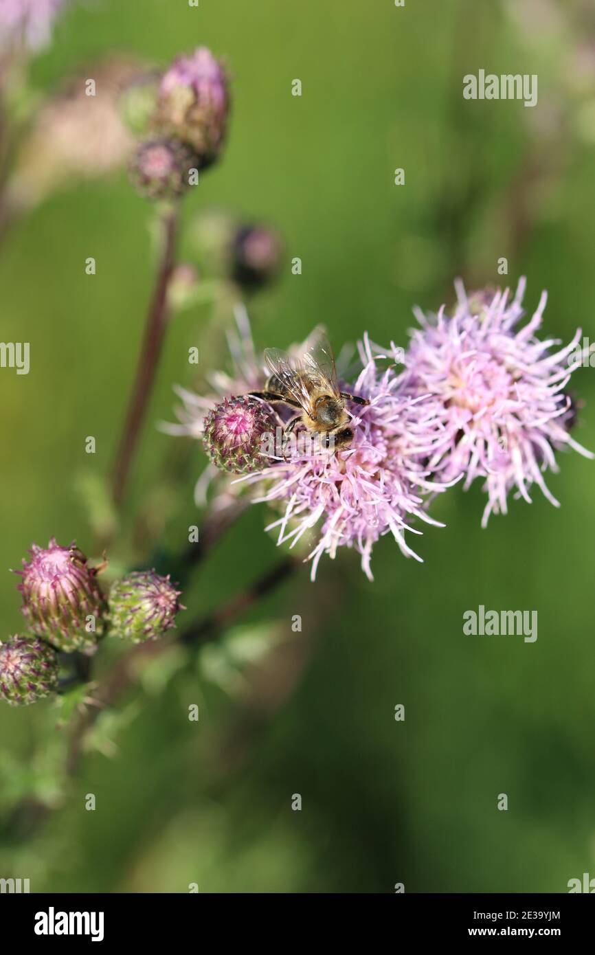 Eine vertikale Aufnahme einer Biene, die Nektar und Pollen sammelt Auf einer stotzigen Distelblume Stockfoto