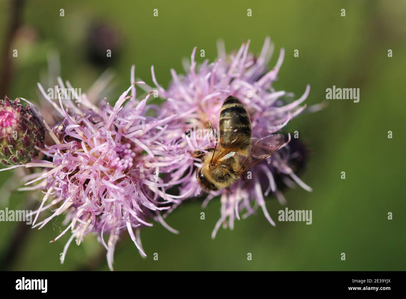 Eine Biene, die Nektar und Pollen auf einer stumpfigen Distel sammelt Blume Stockfoto