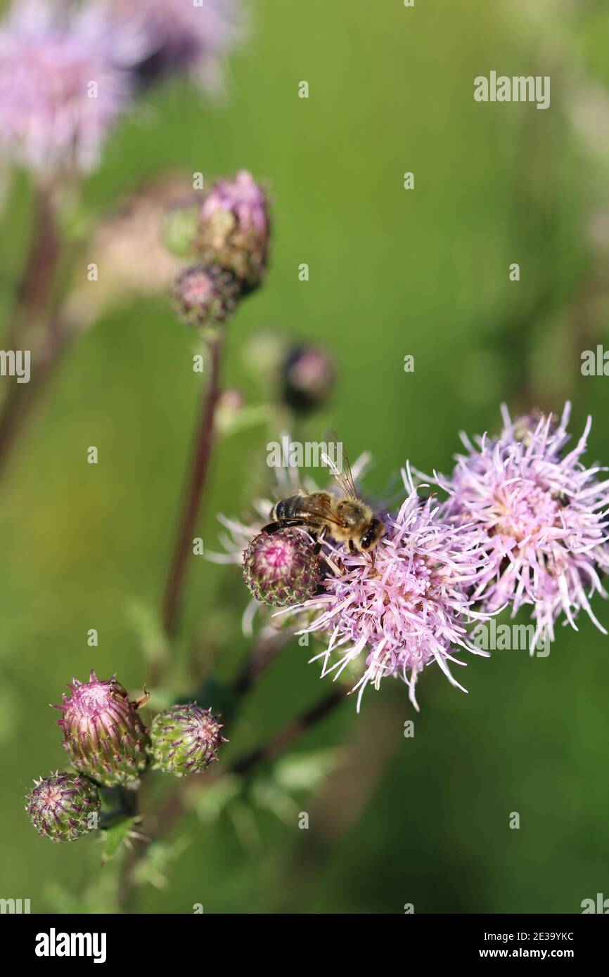 Eine vertikale Aufnahme einer Biene, die Nektar und Pollen sammelt Auf einer stotzigen Distelblume Stockfoto