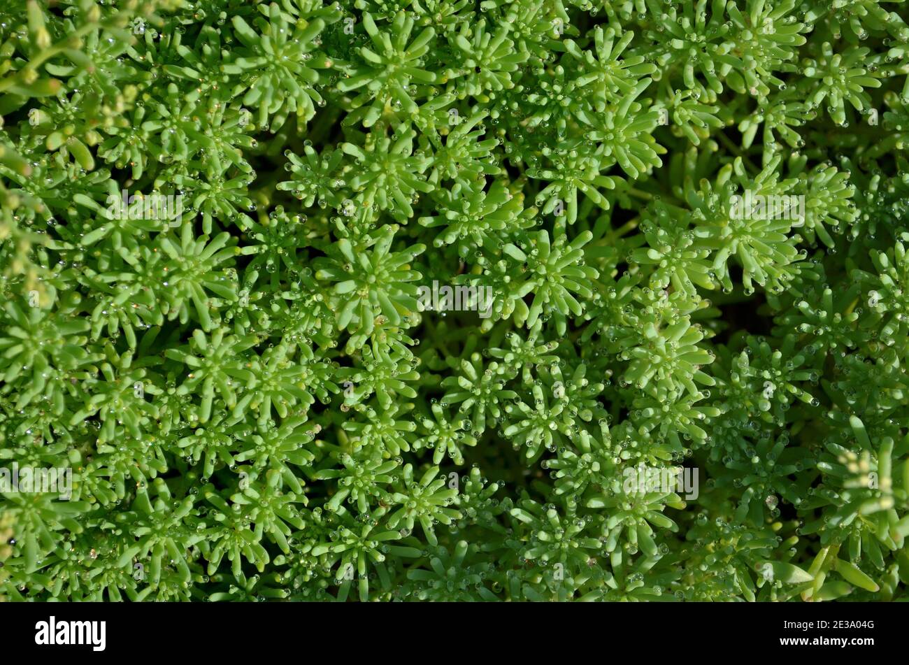 Stonecrop oder Sedum - Bodendecke Sukkulente Pflanze. Kann als Hintergrund, Draufsicht verwendet werden Stockfoto