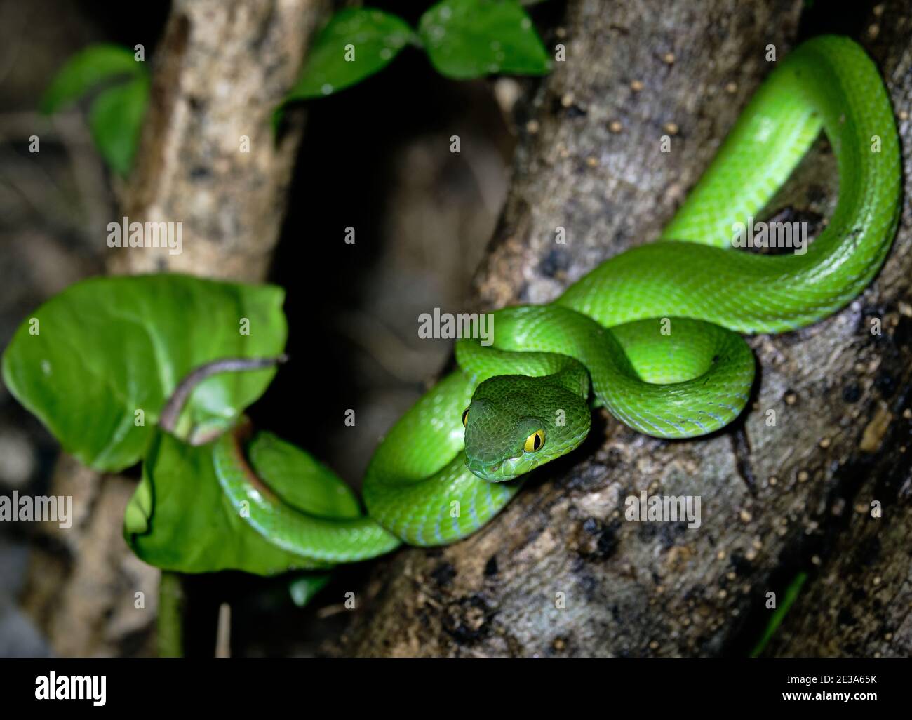 Schöne große Augen Viper bereit, nachts asiatische Reptil jagen Stockfoto