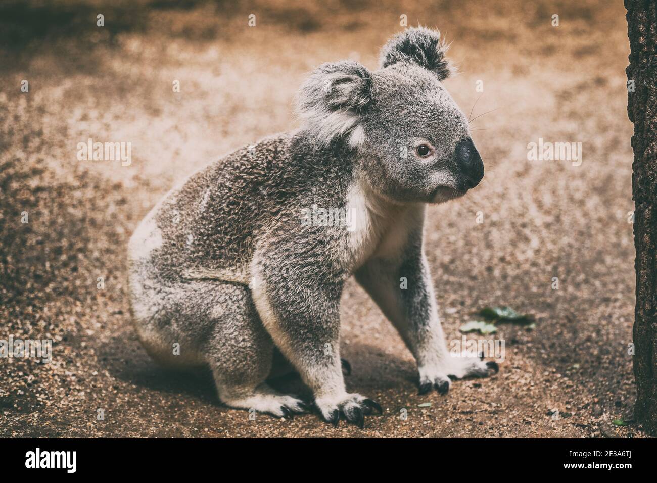 Koala Wildtiere in Australien Stockfoto