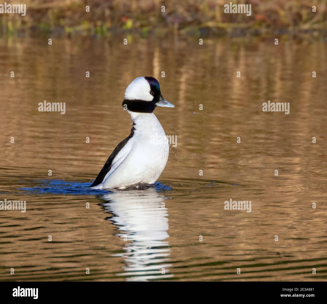 Bufflrhead (Bucephala albeola) drake schüttelt sich in einem See, der Herbstlaub reflektiert, Galveston, Texas, USA. Stockfoto