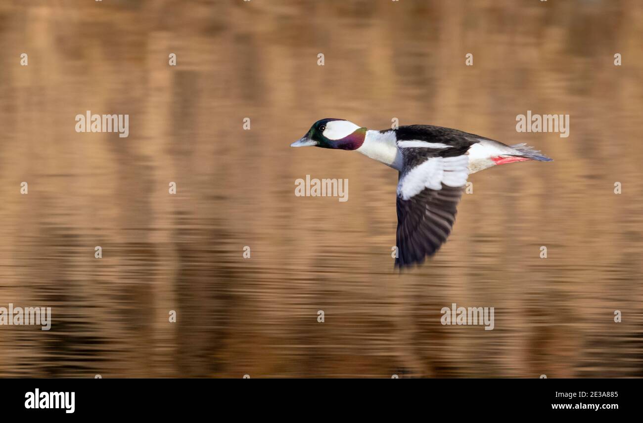 Bufflehead (Bucephala albeola) drake fliegt über einen See mit Reflexen von Herbstlaub, Galveston, Texas, USA. Stockfoto