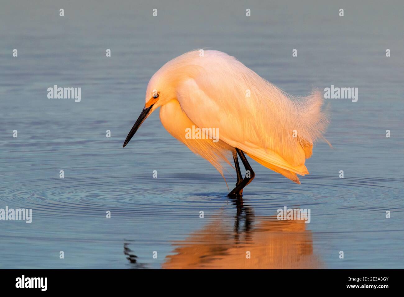 Schneegreiher (Egretta thula) auf der Jagd an der Meeresküste bei Sonnenaufgang, Galveston, Texas, USA. Stockfoto
