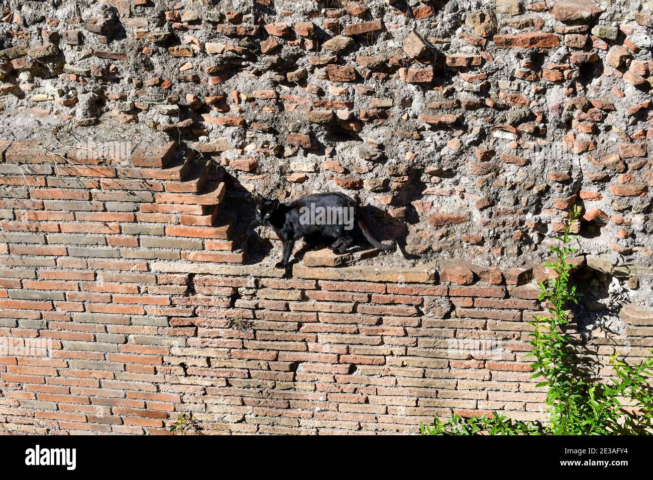 Eine kurzhaarige schwarze Katze geht entlang einer alten Ziegelmauer in den Largo di Torre Argentina Ruinen, jetzt ein Katzenheiligtum, in Rom, Italien. Stockfoto