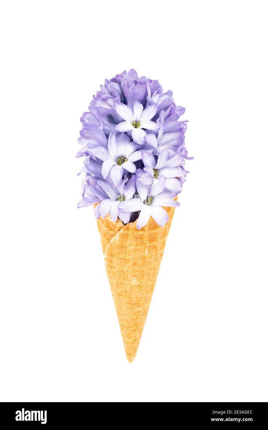 Waffel Eis Kegel mit blauen Hyazinthe Blume isoliert auf weißem Hintergrund mit Clipping Pfad. Federkonzept. Stockfoto