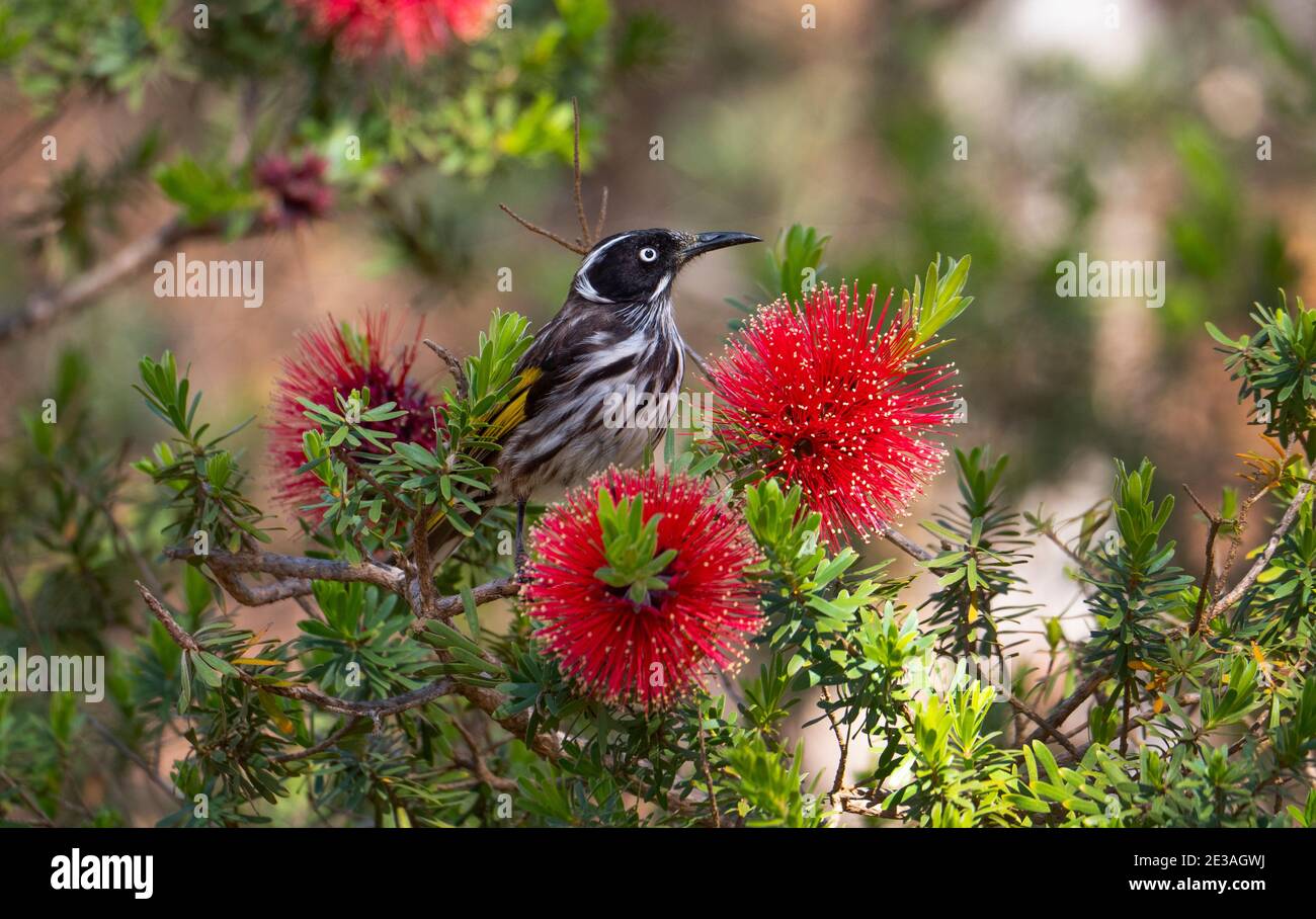 New Holland Honeyeater, Phylidonyris novaehollandiae, Fütterung auf einer roten Flaschenbürstenblume. Stockfoto