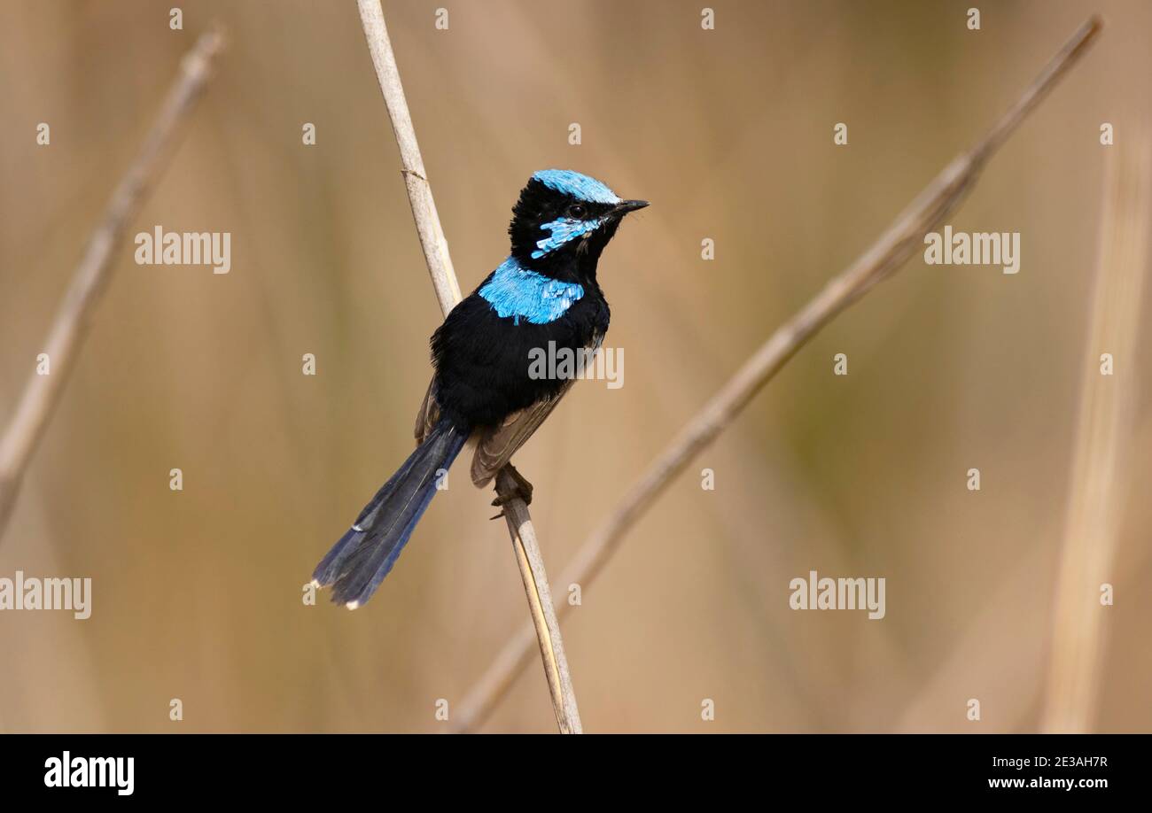 Superb fairywren, Malurus cyaneus, männlich, in Mudgee, New South Wales, Australien Stockfoto