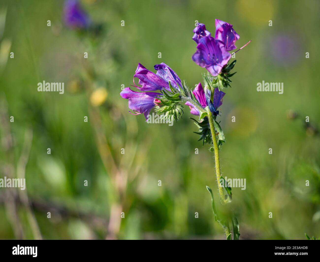 Purple Paterson's Curse Flower Weed im Wildblumengebiet des Western Australia Outback. Stockfoto