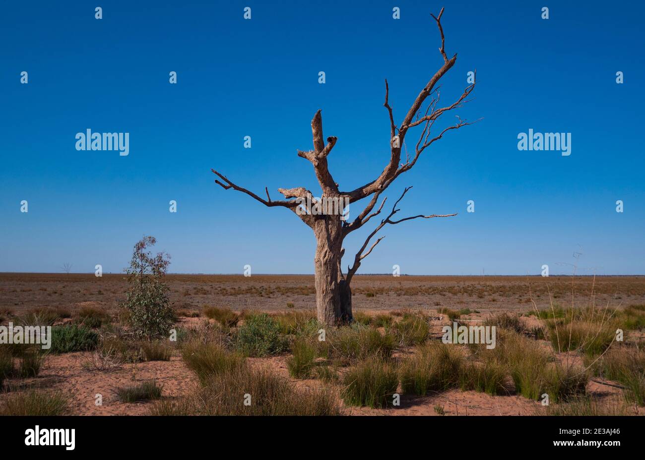 Tote Baumstämme am Rande des ausgetrockneten Menindee Lake im Outback West New South Wales. Die Seen sind trocken bis zur Trockenheit. Minindee, New South Wa Stockfoto