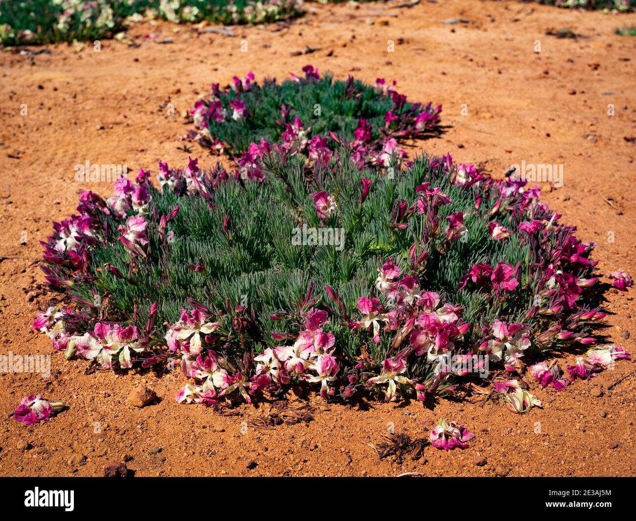 Kranz Blumen, Lechenaultia macrantha, in der Nähe von Perenjori Western Australia Stockfoto