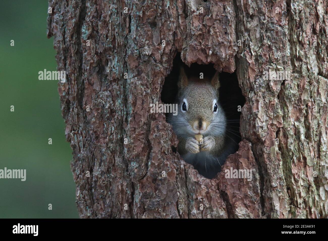 Kopf eines amerikanischen roten Eichhörnchen aus einem Loch in einem Baumstamm Stockfoto