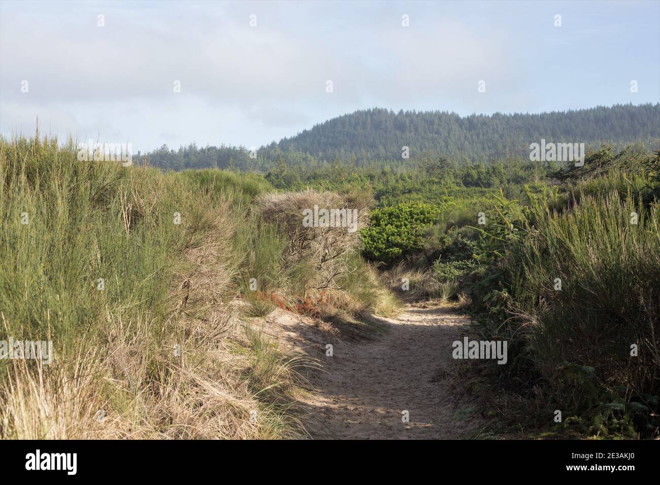 Oregon Dunes National Recreation Area an der zentralen Küste von Oregon, USA. Stockfoto