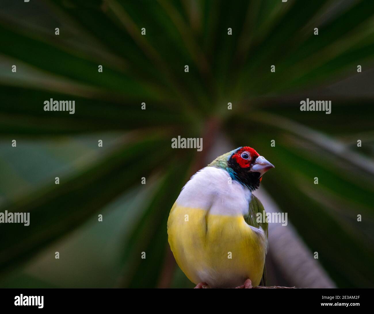 Guildian Finch Stockfoto