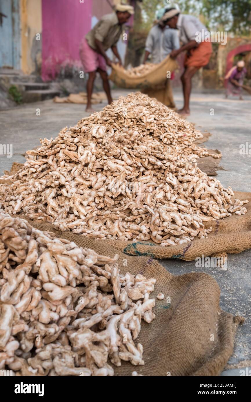 Trockene Ingwerproduktion in Südindien Stockfoto