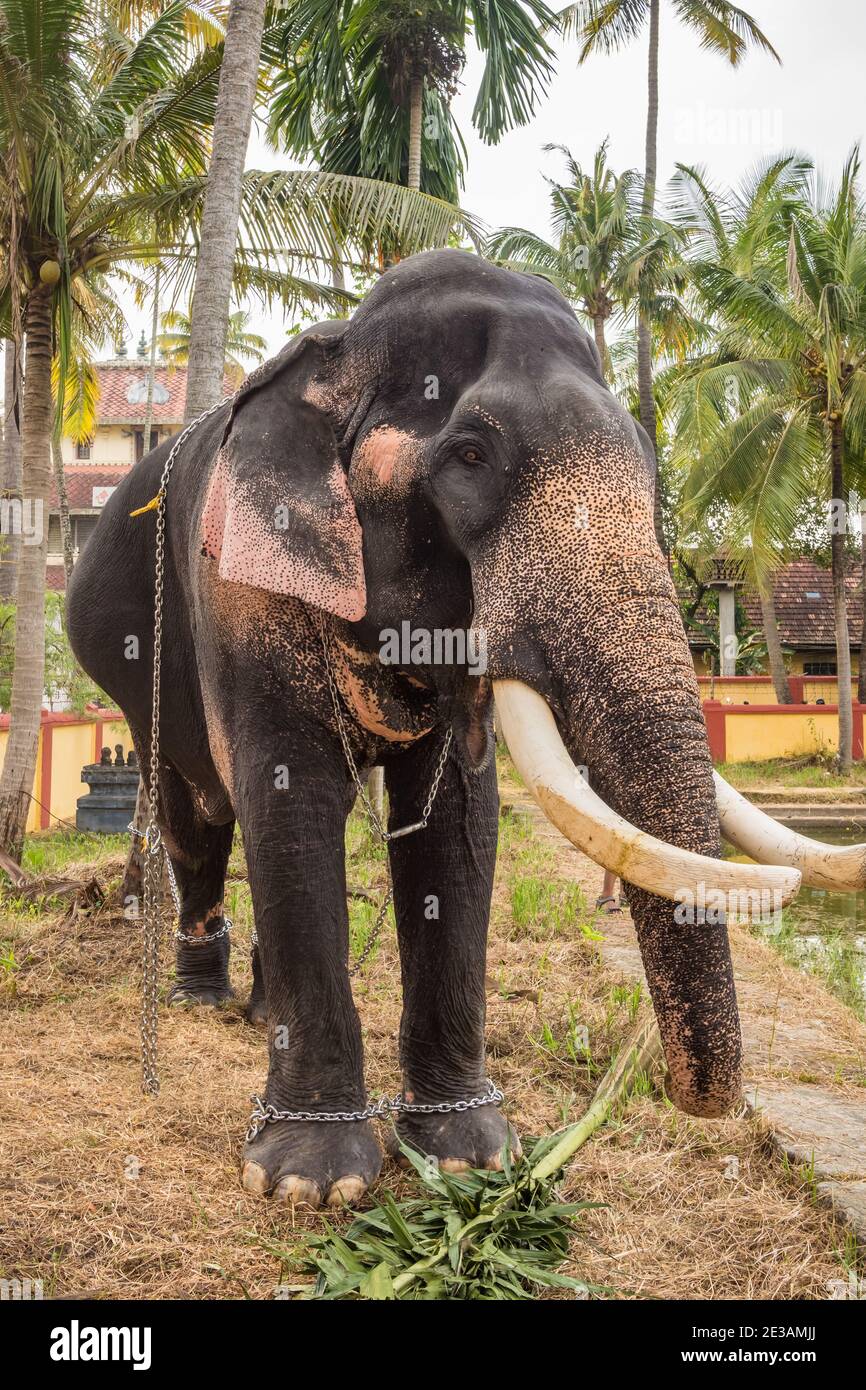 Temple Elephant eating Blätter in Cochin, Kerala, Indien Stockfoto