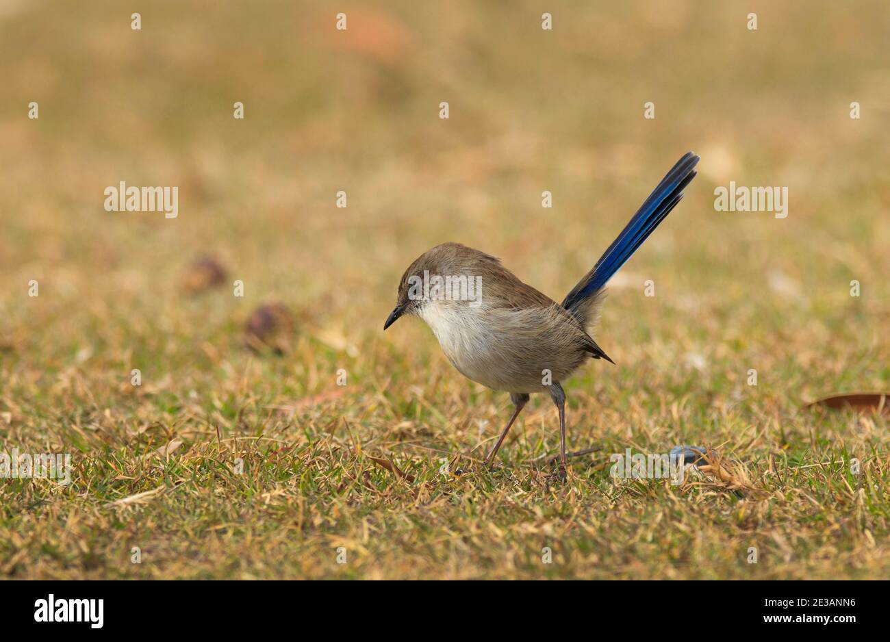 Männchen Superb fairywren, Malurus cyaneus, in Tasmanien, Australien in Eklipse mit nur noch Spuren von Blau im Schwanz. Stockfoto