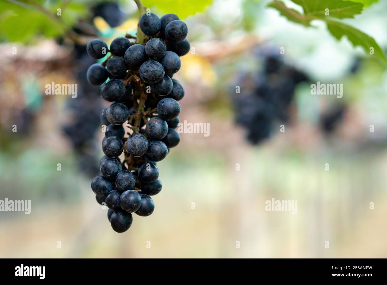 Nahaufnahme von schwarzen Trauben auf der Weinrebe auf dem Feld, in Thailand angebaut Stockfoto