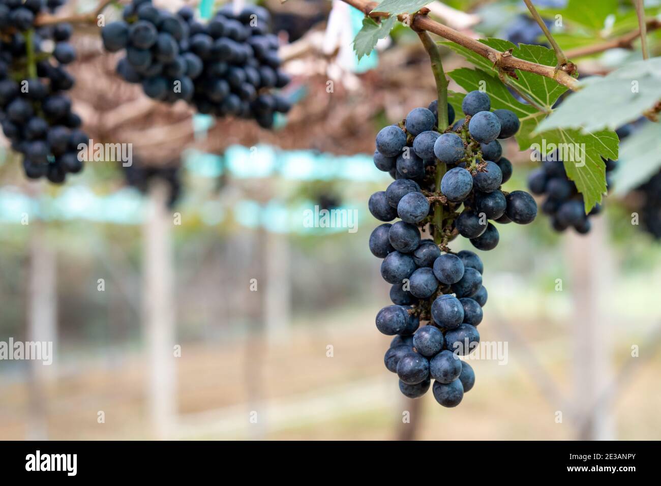 Nahaufnahme von schwarzen Trauben auf der Weinrebe auf dem Feld, in Thailand angebaut Stockfoto