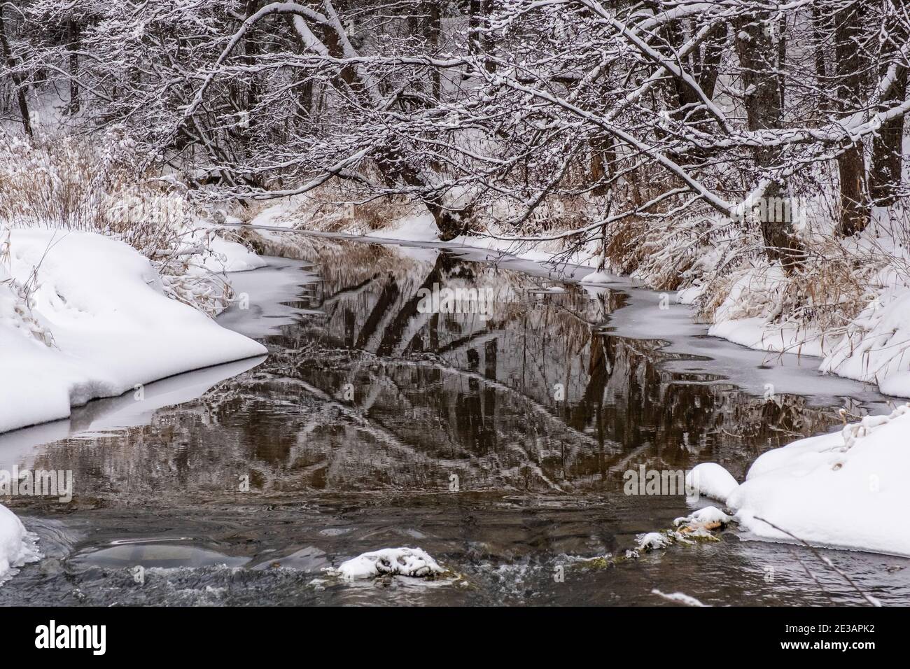 Spiegelung von Baumstämmen im Wasser eines kleinen Flusses mit schneebedeckten Ufern an einem bewölkten Wintertag. Stockfoto