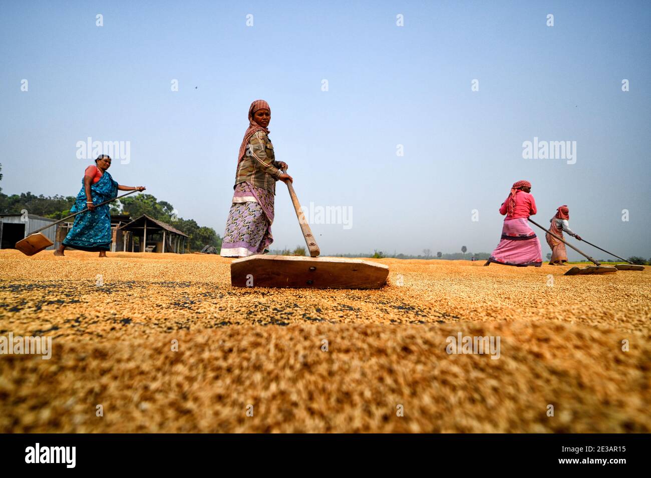 Arbeiterinnen sahen, wie sie das Reiskorn mit ihren Rechen ausbreiteten.das Trocknen von Reiskörnern ist einer der wichtigsten Schritte, bevor sie in die Reismühle gebracht werden.durch die Verringerung des Feuchtigkeitsgehalts des Getreides wird das Risiko von Bakterien auf ein Minimum für die Lagerung begrenzt. Stockfoto