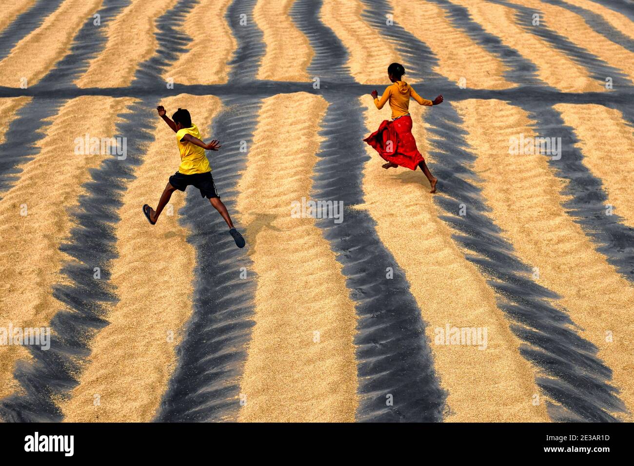 Kinder werden auf einem Reisverarbeitungsfeld beim Spielen gesehen.das Trocknen von Reiskörnern ist einer der wichtigsten Schritte, bevor sie in die Reismühle gebracht werden.durch die Verringerung des Feuchtigkeitsgehalts des Getreides wird das Risiko von Bakterien für die Lagerung auf ein Minimum reduziert. Stockfoto