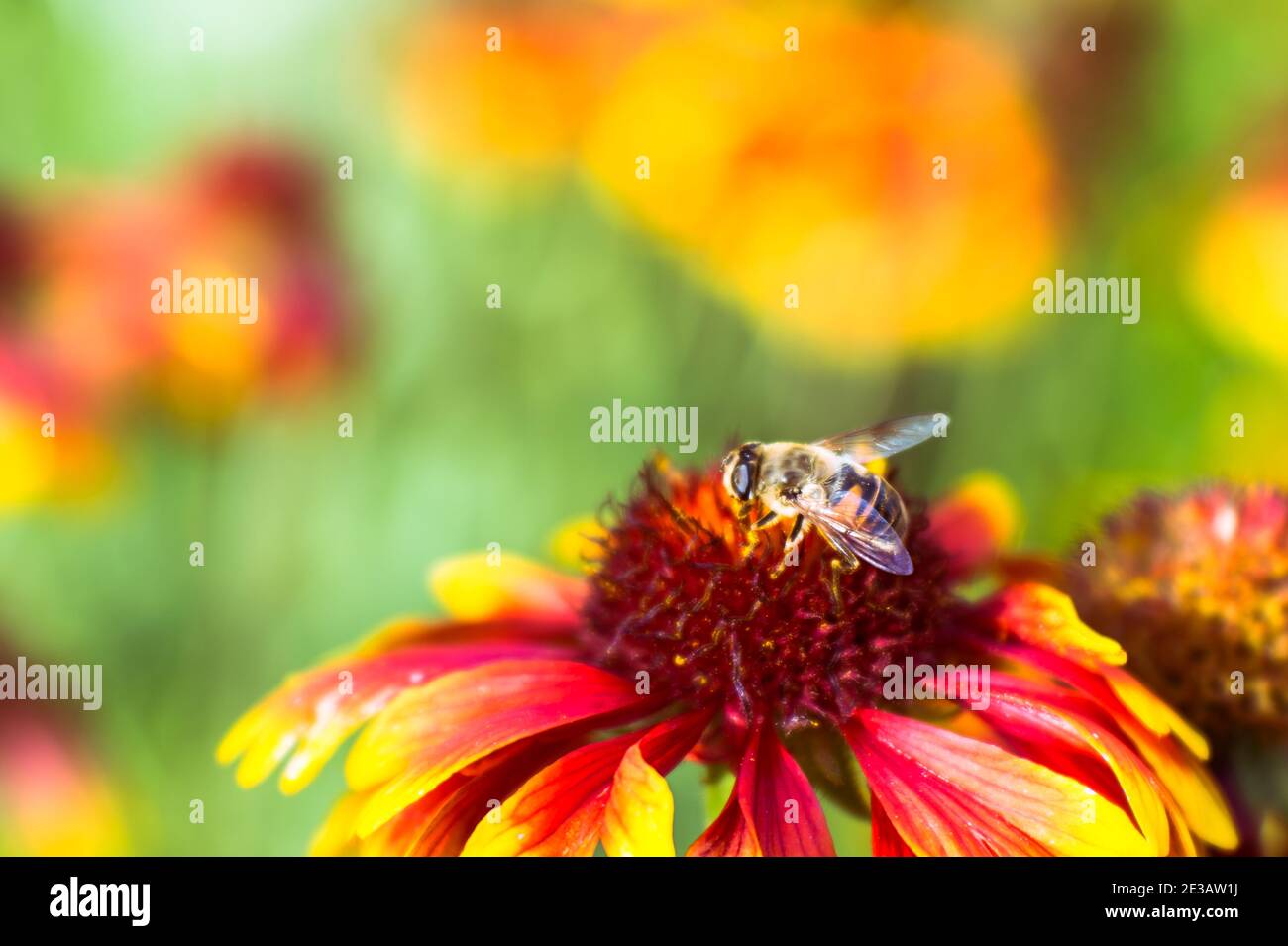 Weichzeichnen des Objektivs. Eine Fruchtfliege frisst den Pollen einer rot-gelben Blume vor dem Hintergrund einer verschwommenen schönen Wiese. Der natürliche Hintergrund. Stockfoto