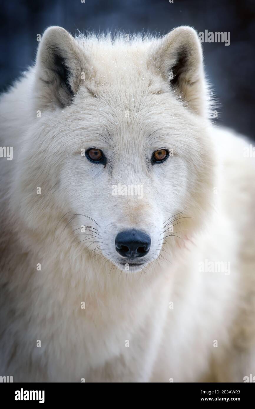 Nahaufnahme weißer arktischer Wolf, der auf die Kamera schaut. Gefahr Tier in der Natur Lebensraum Stockfoto