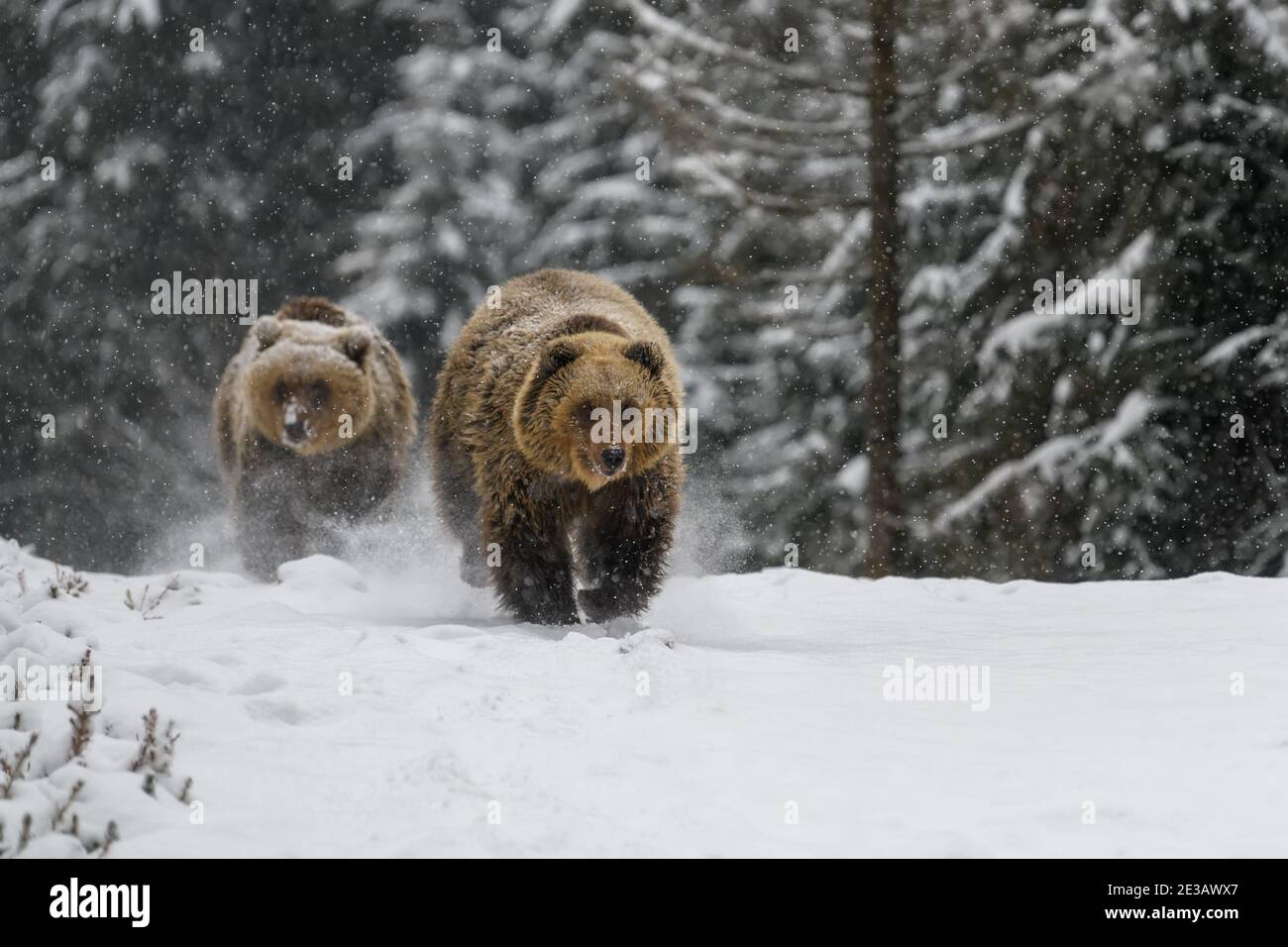 Nahaufnahme zwei Braunbären laufen im Winterwald. Gefahr Tier in der Natur Lebensraum. Großsäuger. Wildtierszene Stockfoto