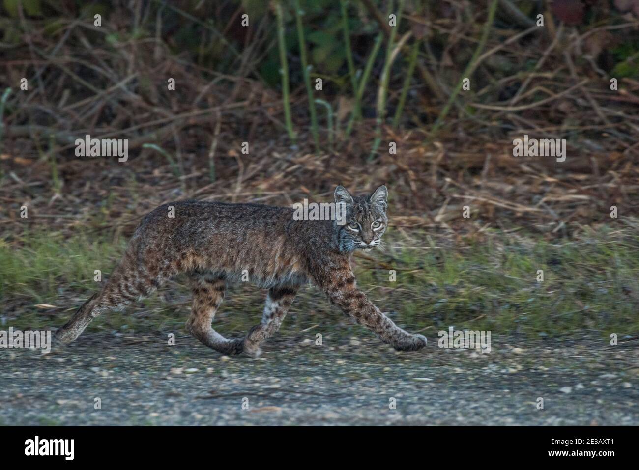 Eine wilde Bobkatze (Lynx rufus) von Point Reyes National Seashore in Kalifornien. Stockfoto