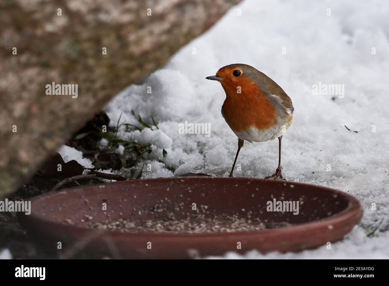 Rotkehlchen (Erithacus rubecula) steht im Schnee vor einer Vogelfütterung, die an einem Wintertag Samen isst Stockfoto