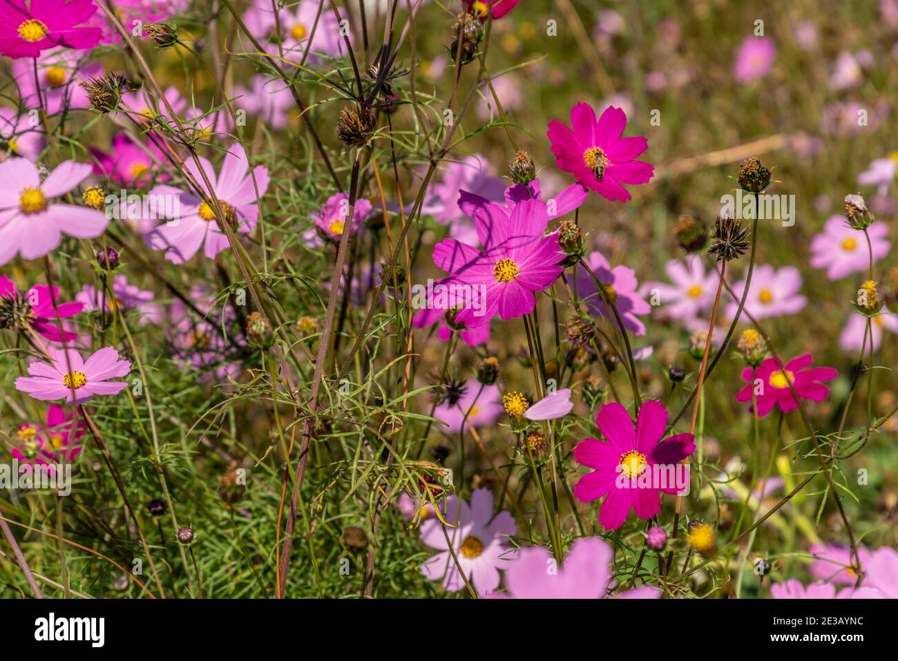 Kosmos Blumen in den Gärten des Irkutsk Regional Historic Memorial Decembristen Museum. Stockfoto