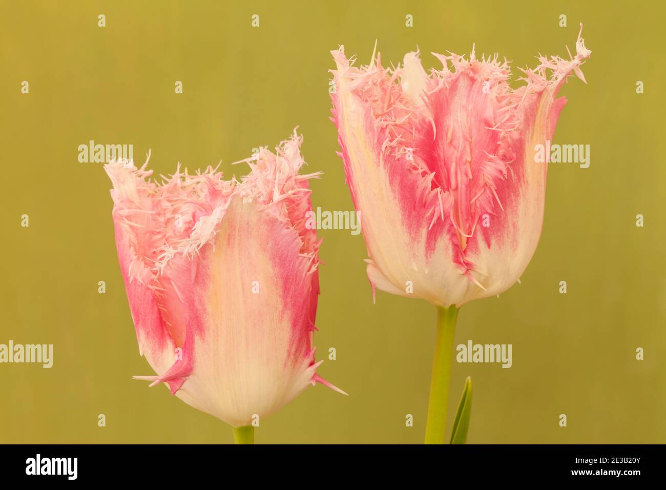 Tulipa 'Huis ten Bosch', rosa gefranste Tulpe Stockfoto